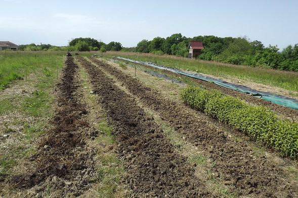champ de maraîchage encore vide, trois planches récemment travaillées au milieu de la scène. Quelques aromatiques pérennes se maintiennent sur une planche à droite, puis une toile tissée en bordure de champ. Au fond on voit les arbres d'un petit bois, et en lisière un cabanon.