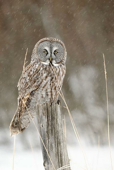 The head of the Owl is one third from the top and in the middle of the photo.
It is looking towards the camera.
The Owl is sitting on a post while it is snowing.