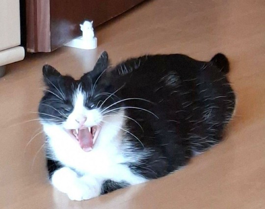 Black and white tuxedo cat sitting on the floor with a wide open yawning mouth
