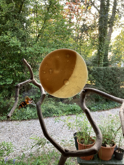 Circle form held in a branche. The circle is meant to be Today ‘s Lunar phase. Made with two natural colors of #beeswax. The dark wax comes from the brood nest of the honeybees, the light colored wax is from freshly built combes