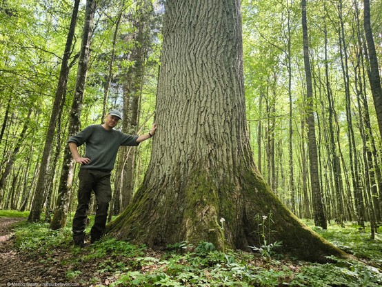 Enorme bomen in het oerbos