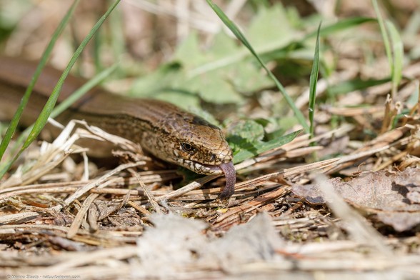 Hazelworm