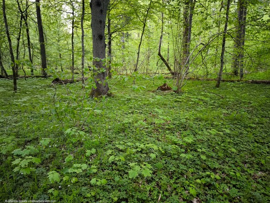 Heel veel ondergroei in het oerbos