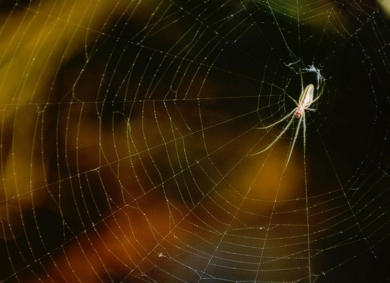 Closeup of spider on web with dark background blurred. The spider has long front legs, each one of the four front legs is resting on a radial of the web, feeling for a disturbance. The smaller back legs also seem to touch at a junction. Photo by me in 2006