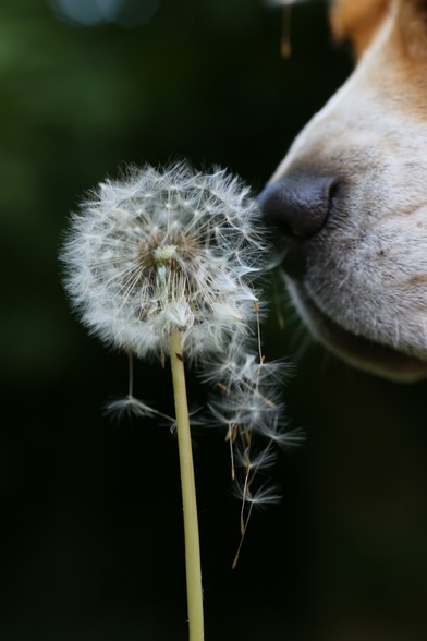 Photo of a Beagle nose touching a dandelion with seeds, scattering them.
