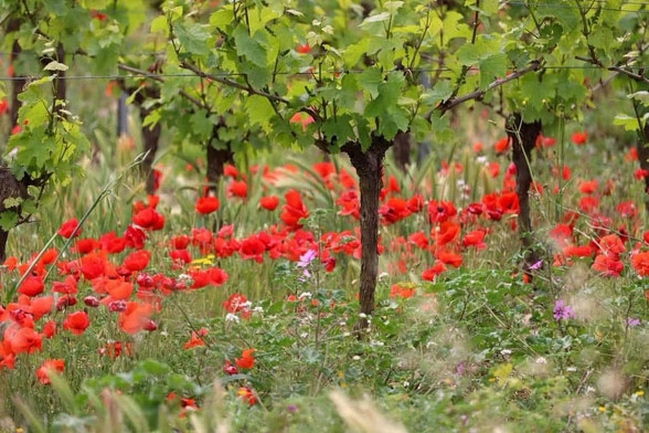 Red poppies in a vineyard.