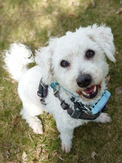 A picture of a bichon frise dog, sitting and looking up at the camera, mouth slightly open