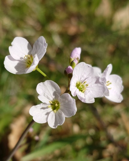 Close up of small white flowers