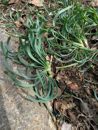 Low growing variety of chive, with curled leaves coming off a pale green-yellow stem. On the left is a large tick.