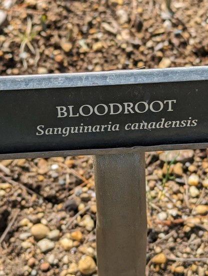 A ding indicating Bloodroot (Sanguiaria canadensis)