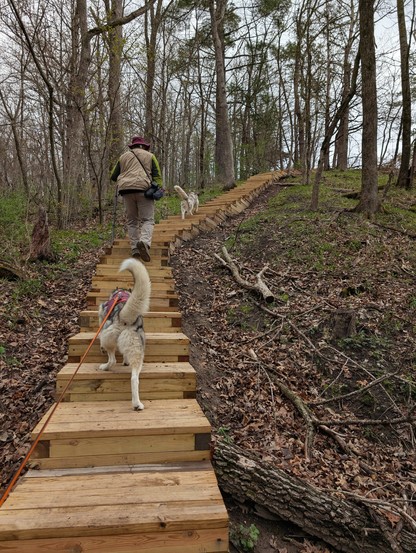 Two huskies and one human ascend a long wooden stairway without railing that bends up the side of a hill. It is early spring with  a thin scattering of new leaves poking through the brown litter on the forest floor, under bare deciduous trees and a few scattered pines.