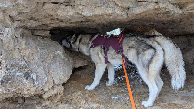 Husky Tonttu investigates the hole Zeena was previously poking around in. It's particularly dog-shaped, with a gap on the left under the ceiling that matches his long neck and head, and a rock in the foreground that curves out, then back in a curve that matches Tonttu's shoulder, foreleg and paw. You can see light in the background where the cave emerges from the other side of Chimney Rock, overlooking the valley below.