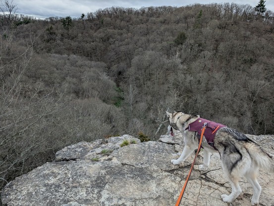 Husky Tonttu looks out over a valley from a flat rock blufftop. The trees on the far slope are still mostly whitish with bare twigs, not yet leafed out for spring. The overall effect is monochromatic, trees, rocks and husky fur, with the husky's burgundy harness and orange lead standing out as spots of color.