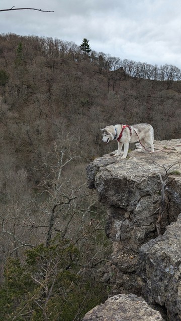 Zeena has now made it to the end of the promontory cliff and looks down at treetops below her. She's wearing a reddish harness and lead that trails off to her handler off screen to the right.
