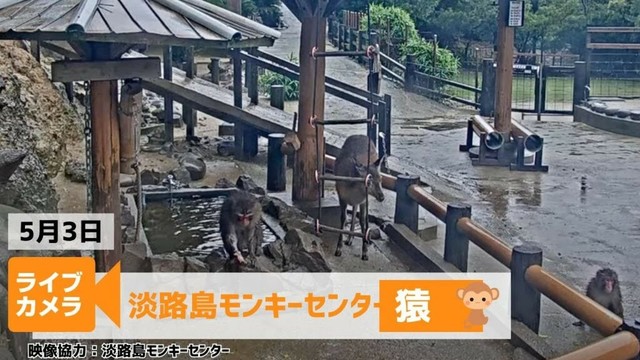 【ライブカメラ】GW限定 お天気×お猿さんライブカメラ  ＜兵庫県 淡路島モンキーセンター＞2025年5月3日(土) #gw