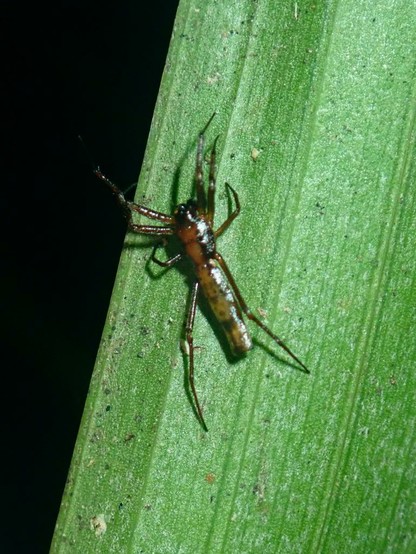 Photo of Micrathena sanctispiritus by tsssss. Attribution: no rights reserved.
