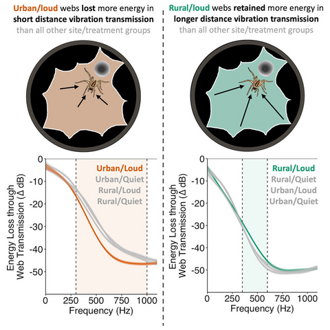 Difference in spiderweb energy retention between rural and urban settings.