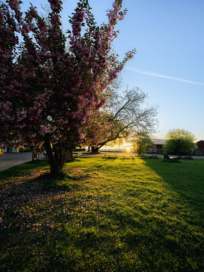 A serene spring landscape at sunset taken by European Elopement Photographer Sturmsucht. In the foreground stands a magnificent flowering cherry tree with abundant pink blossoms that cascade along its branches. Some fallen petals scatter across the grass beneath it. The vibrant green lawn stretches across the scene, illuminated by the golden late afternoon sunlight that casts long shadows and gives everything a warm glow.

In the background, you can see other trees with varying stages of spring growth, some with fresh leaves and others still showing their branch structure. The sun is setting on the horizon, creating a beautiful golden light that filters through the trees. A clear blue sky stretches overhead with a single contrail visible.

The setting appears to be a park or rural property, with glimpses of buildings and a fence line in the distance. There's a sense of peaceful countryside atmosphere, with what looks like benches or picnic tables scattered on the lawn.
