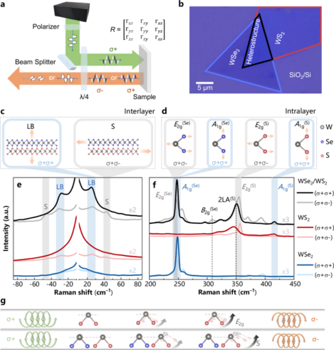 Moiré collective vibrations in atomically thin van der Waals superlattices
