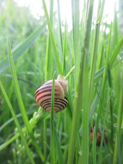 Huisjesslak met strepen tussen de grassprieten.