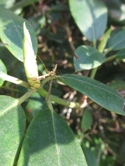 Insect (vlieg?) dat met een poot vastgeplakt zit aan een bloemknop.