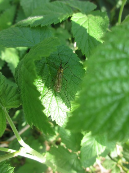 Insekt (vlieg?) zittend op een groen blad.