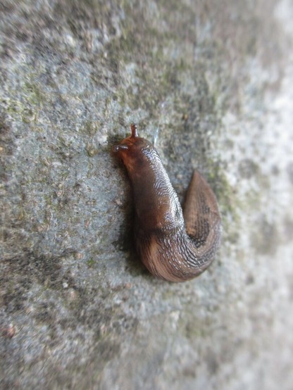Slug on a tree
