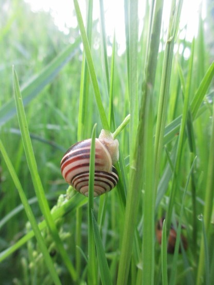 Banded snail in grass