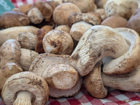 Close up of eekhoorntjesbrood.