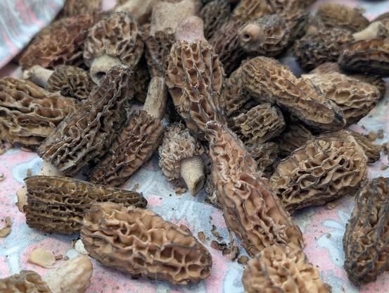 Morieltjes on a blanket.