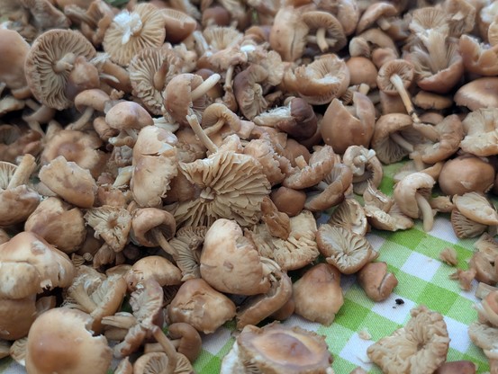 Tiny brown mushrooms.