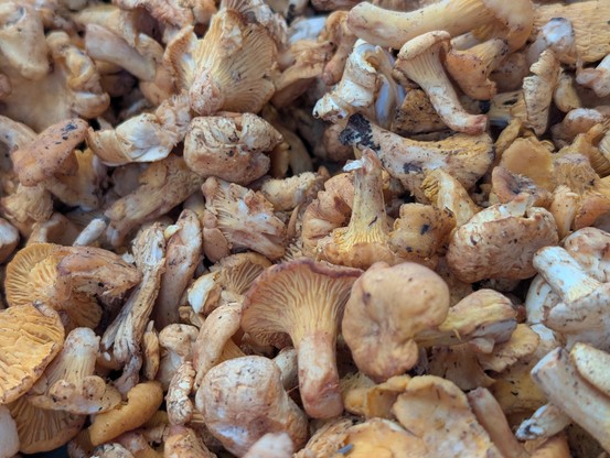 Lots of horn mushrooms.