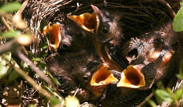 Oisillon au sol, hérisson blessé: un numéro unique pour signaler les animaux en détresse en