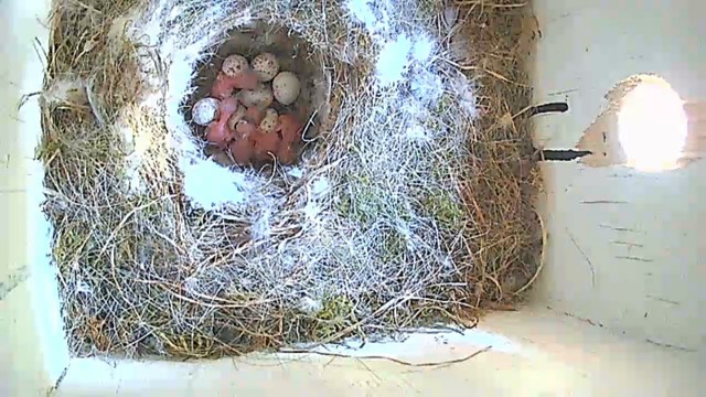 Blue tit nest with a number about three of the bluetitlets having hatched