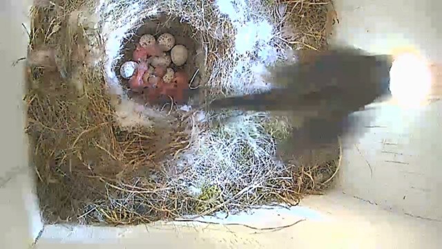 Blue tit parent leaving the nest box
