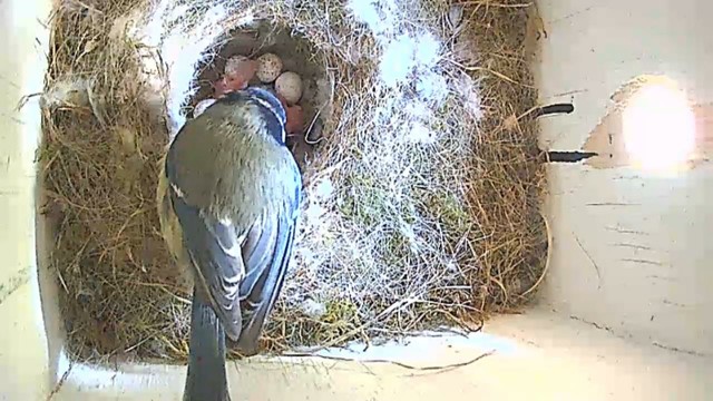 Blue tit parent leaning into the nesting bowl feeding the newly hatched bluetitlets