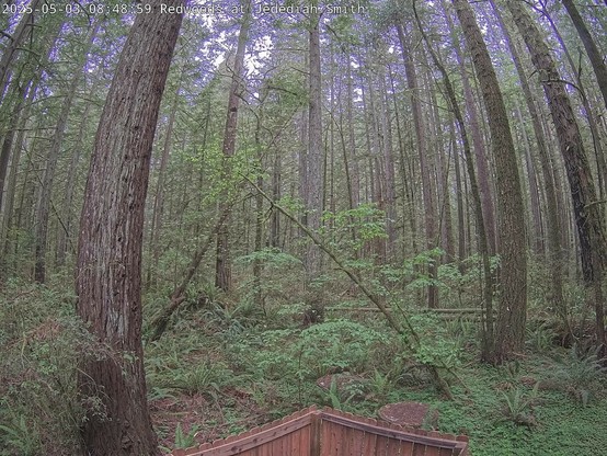 A view into a dense forest. This is the new National Park Service web camera site in Jedediah Smith Redwoods State Park. The image has trees from edge to edge and from top to bottom. The bend in the tree trunks is an effect of the lens used to gather these images. Trees include redwood, tanoak, madrone, and others. On the forest floor are ferns and sorrel. A bit of sky is visible along the upper edge.