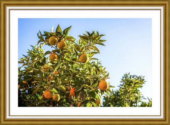 Grapefruit trees in the sunlight - framed art print for sale at Fine Art America. I photographed it in a California orchard some years ago.