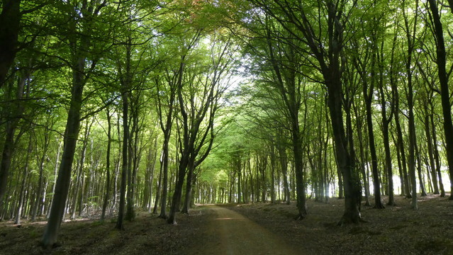 young Beech trees in morning light. Kingley Vale National Nature Reserve, West Sussex, England. May 2025.