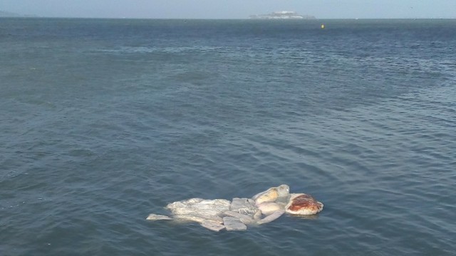 A shapeless mass of blobby shapes floating in water. They are whitish, pale yellow, and reddish. Alcatraz Island is in the background.