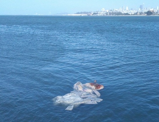 A different view of the flotilla, with the city skyline in the background. A gull sits on the top of one of the blobs.