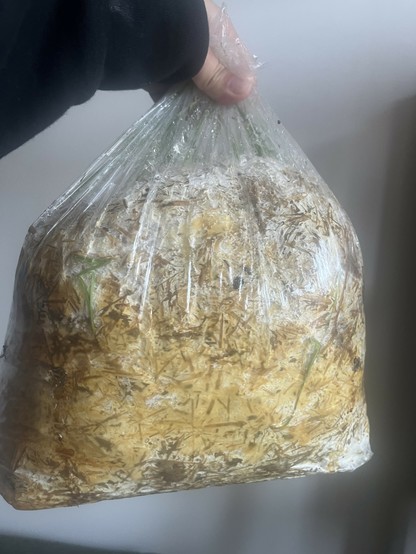 The spawn is just about fully colonized and yellow orange coloration from the metabolites have tinted the mycelia