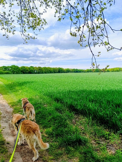Dogs in front of a presumably  barley field.