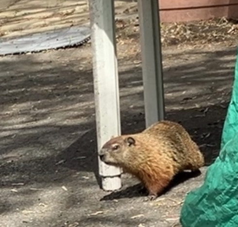 A golden brown groundhog is paused by white plastic table legs and a green tarp on a paved ground