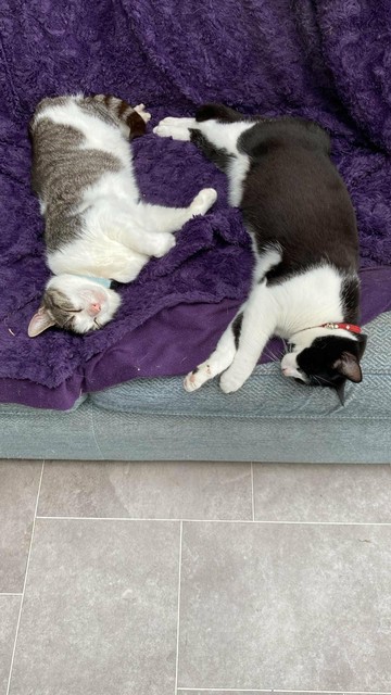 Two cats, one tabby and white and the other a tuxedo cat. Both of them are spread out across a sofa covered in a purple blanket.