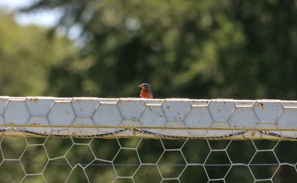 A red and blue male Eastern Bluebird sits atop a soccer goal with a bug in his mouth.