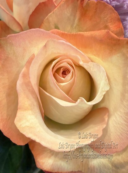 "Peaches And Cream Rose" ... my newest photography ... at my website as lots of wall art options, tote bags, puzzles, coffee mugs and more, here:  https://lois-bryan.pixels.com/featured/peaches-and-cream-rose-lois-bryan.html

You can also see it at #FineArtAmerica, here:  https://fineartamerica.com/featured/peaches-and-cream-rose-lois-bryan.html

#art #giftideas #roses #flowers #buyintoart #ayearforart #LoisBryan #NotAi