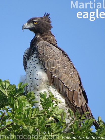 🌍 Martial eagle (Polemaetus bellicosus) 

The martial eagle is a large, powerful bird of prey with dark brown upperparts, a short crest, and white underparts heavily spotted with black. Females are larger than males. It inhabits open woodlands, savannas, and grasslands across much of sub-Saharan Africa, favoring areas with large trees for nesting and perching. This solitary eagle is often seen soaring at great heights while hunting. It has exceptional eyesight, enabling it to spot prey from kilometers away before swooping down for the kill. Its diet consists mainly of medium to large-sized birds, mammals, and reptiles. Martial eagles are generally shy and maintain large territories. No subspecies are recognised.

Conservation status: Endangered (IUCN 3.1)

 📷: Photo by VeterinTF via Pixabay https://pixabay.com/photos/martial-eagle-eagle-birds-of-prey-829252/

HJEB