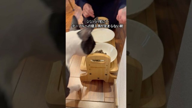 おはよう！メルの朝ごはん #ボストンテリア #ボステリ #bostonterrier