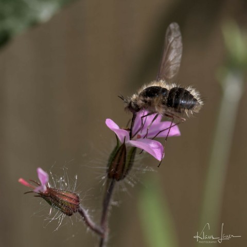Das Foto zeigt einen Wollschweber, der auf der Blüte eines Storchenschnabels sitzt und Nektar trinkt.